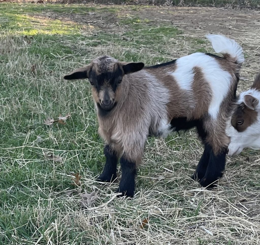 For Sale – Cutie Goats